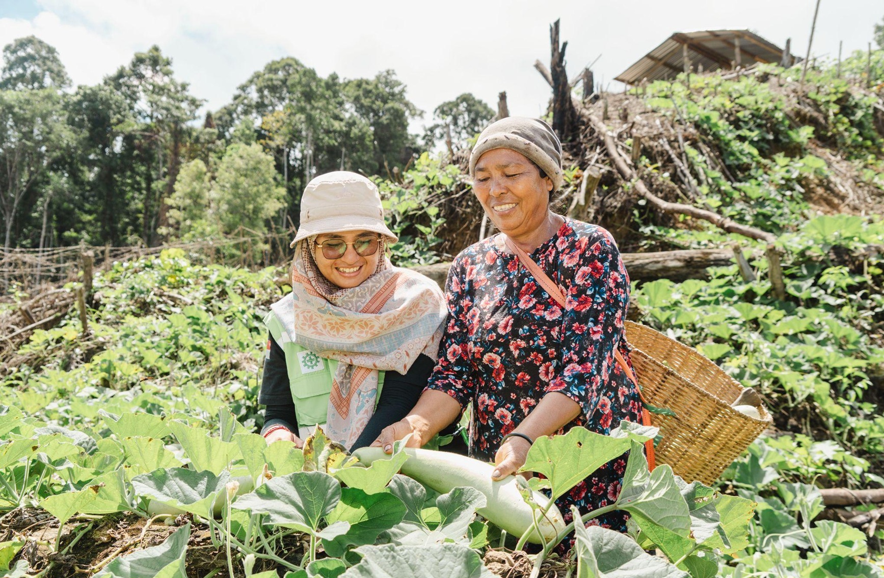 Tak Banyak Tersorot, Perempuan di Obi Kelola Kebun Hortikultura Mandiri